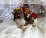 Small #8 Dachshund