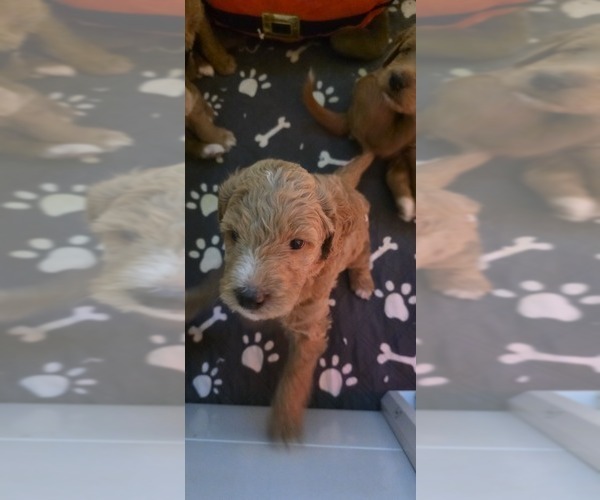 Medium Photo #4 Labradoodle mix (+ Poodle Standard) Puppy For Sale in WASILLA, AK, USA