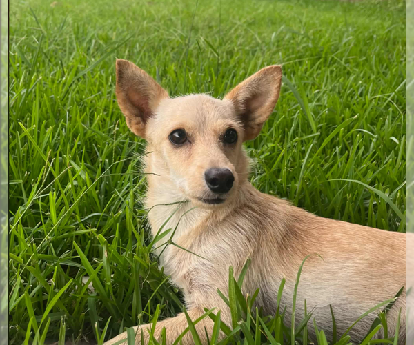 Medium Photo #9 Chihuahua-Unknown Mix Puppy For Sale in Cranston, RI, USA
