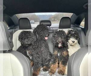 Bernedoodle-Poodle (Standard) Mix Puppy for sale in CHURCH HILL, TN, USA