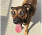 Small German Shepherd Dog Mix