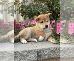 Small #3 Shiba Inu