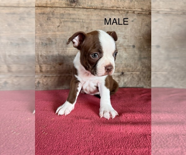 Medium Photo #9 Boston Terrier Puppy For Sale in VERMONTVILLE, MI, USA