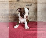 Small #8 Boston Terrier