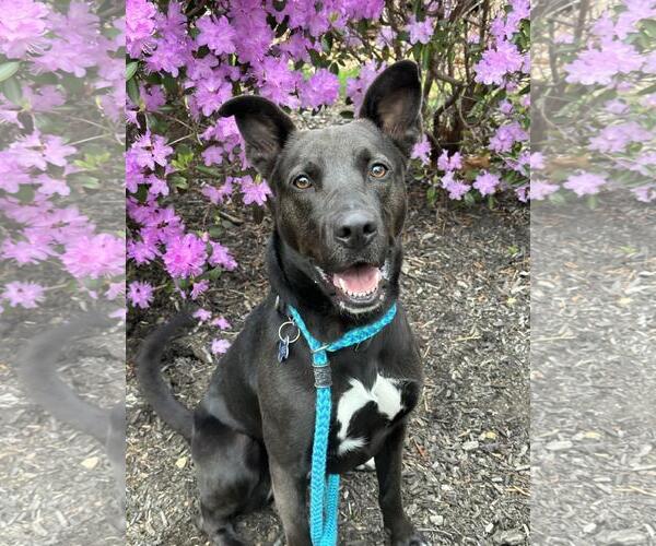 Medium Photo #9 Collie-Unknown Mix Puppy For Sale in Decatur, GA, USA