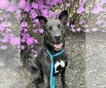 Small #8 Collie Mix