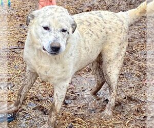 Great Pyrenees-Unknown Mix Dogs for adoption in Okolona, MS, USA