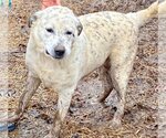 Small Photo #1 Great Pyrenees-Unknown Mix Puppy For Sale in Okolona, MS, USA