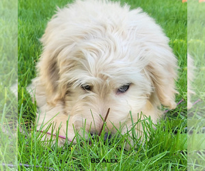 Goldendoodle Puppy for Sale in MILFORD, Michigan USA