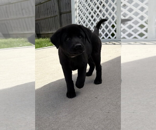 Medium Photo #4 Labrador Retriever-Unknown Mix Puppy For Sale in Aurora, IN, USA