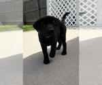 Small #3 Labrador Retriever Mix