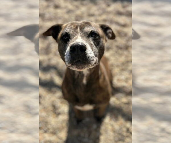 Medium Photo #1 American Pit Bull Terrier-Unknown Mix Puppy For Sale in Oakhurst, NJ, USA