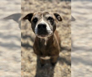 American Pit Bull Terrier-Unknown Mix Dogs for adoption in Oakhurst, NJ, USA