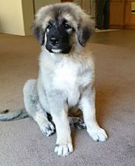 Caucasian Shepherd Dog Puppy for sale in FRAZIER PARK, CA, USA