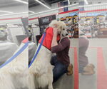 Small #3 Great Pyrenees