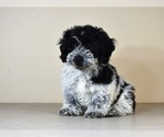 Small Photo #16 Cock-A-Tzu Puppy For Sale in SAN DIEGO, CA, USA