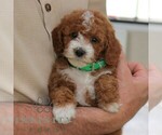 Small #2 Goldendoodle (Miniature)