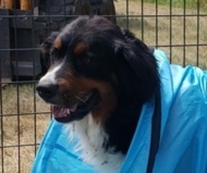Mother of the Bernese Mountain Dog puppies born on 07/14/2022