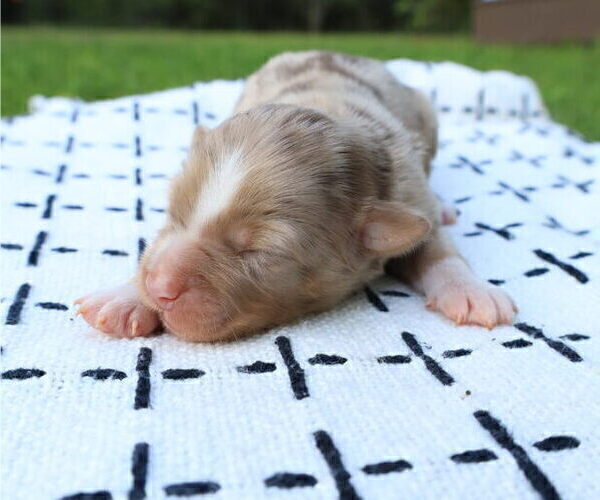 Medium Photo #43 Miniature Australian Shepherd Puppy For Sale in DAWSON, GA, USA