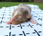 Small #7 Miniature Australian Shepherd