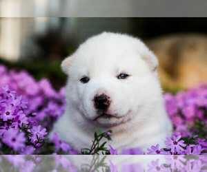 Siberian Husky Puppy for sale in DEXTER, MI, USA
