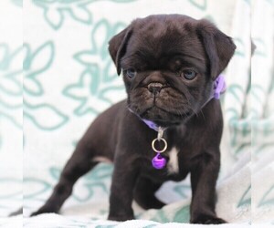 Pug Puppy for sale in CHARLOTT HALL, MD, USA