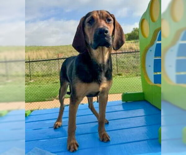 Medium Photo #6 Mutt Puppy For Sale in Vail, AZ, USA