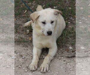 Golden Pyrenees Dogs for adoption in Bandera, TX, USA