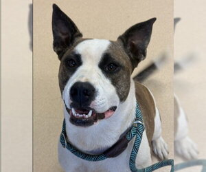 American Staffordshire Terrier-Unknown Mix Dogs for adoption in Placerville, CA, USA