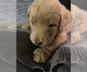Double Doodle Puppy for sale in MILTON, FL, USA