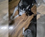 Small #6 Siberian Husky