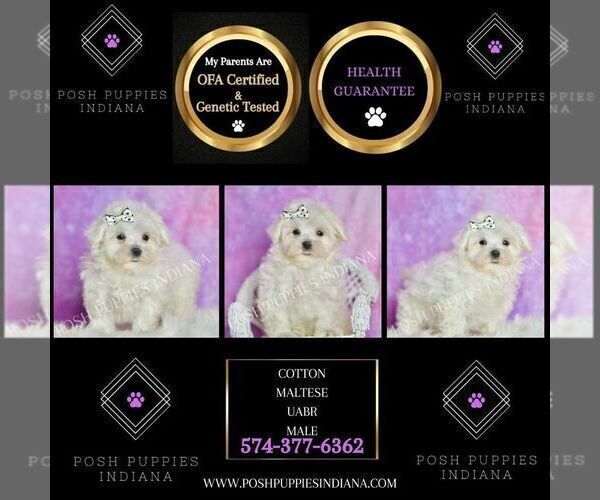 Medium Photo #13 Maltese Puppy For Sale in WARSAW, IN, USA