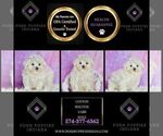 Small Photo #13 Maltese Puppy For Sale in WARSAW, IN, USA