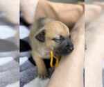 Small Labrador Retriever Mix
