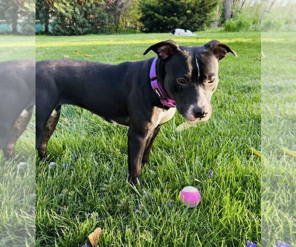 Medium Photo #22 American Pit Bull Terrier-Unknown Mix Puppy For Sale in Germantown, OH, USA
