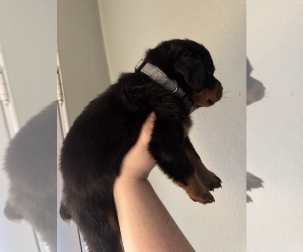 Medium Photo #7 Rottweiler Puppy For Sale in BELLEVILLE, IL, USA