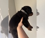 Small #6 Rottweiler