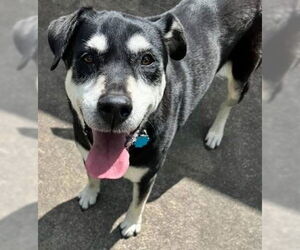 Labrottie Dogs for adoption in Alexander, AR, USA