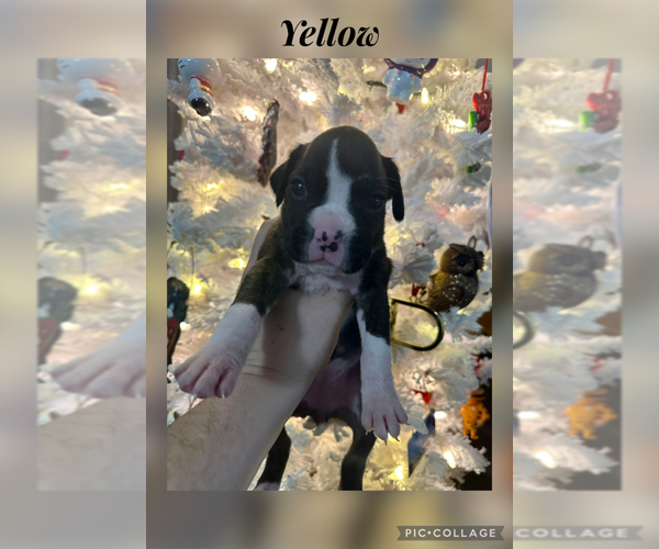 Medium Photo #1 Boxer Puppy For Sale in RALEIGH, NC, USA