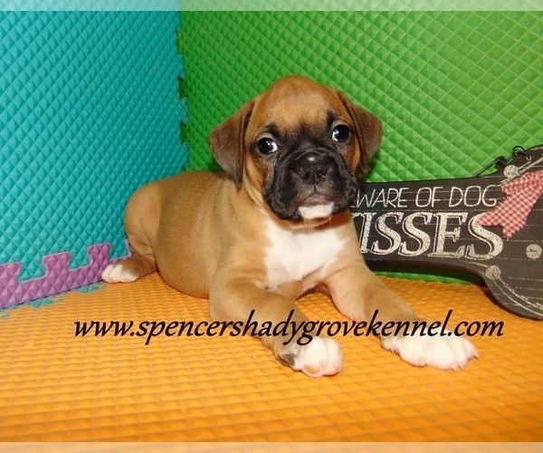 Medium Photo #2 Boxer Puppy For Sale in CABOOL, MO, USA