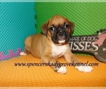 Small #1 Boxer