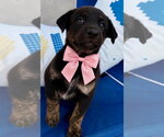 Small Labrador Retriever Mix