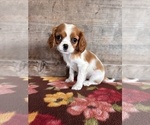 Image preview for Ad Listing. Nickname: Litter of 5