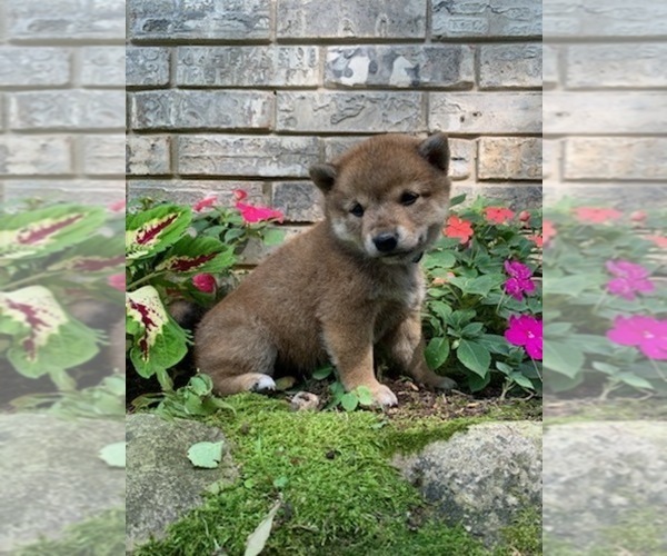 Medium Photo #6 Shiba Inu Puppy For Sale in AVA, MO, USA