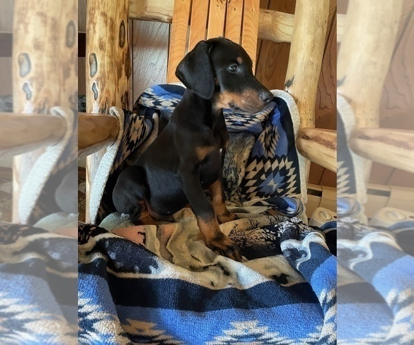 Medium Photo #4 Doberman Pinscher Puppy For Sale in BOUCKVILLE, NY, USA