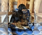 Small #3 Doberman Pinscher