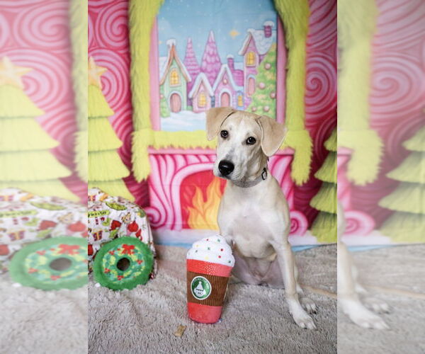 Medium Photo #18 Mutt Puppy For Sale in Plymouth, MN, USA