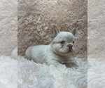 Small #1 French Bulldog