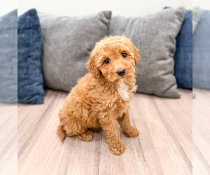 Miniature Labradoodle Puppy for sale in MILLERSBURG, OH, USA