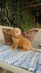 Small Photo #2 Labradoodle Puppy For Sale in FRESNO, CA, USA